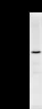 DHX29 Antibody (clone 2269C1)