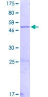 Human ZNF664 Protein (Recombinant GST)