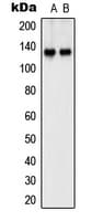 SHANK2 / SHANK Antibody (Internal)