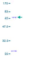 Human CDC37L1 Protein (Recombinant GST)