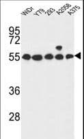 GPR180 Antibody (aa119-147)