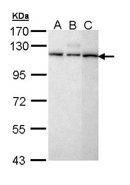 SART1 Antibody (aa533-792)