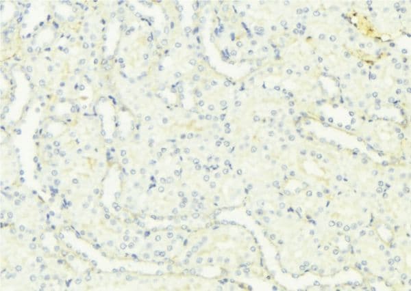 UMOD / Uromodulin Antibody