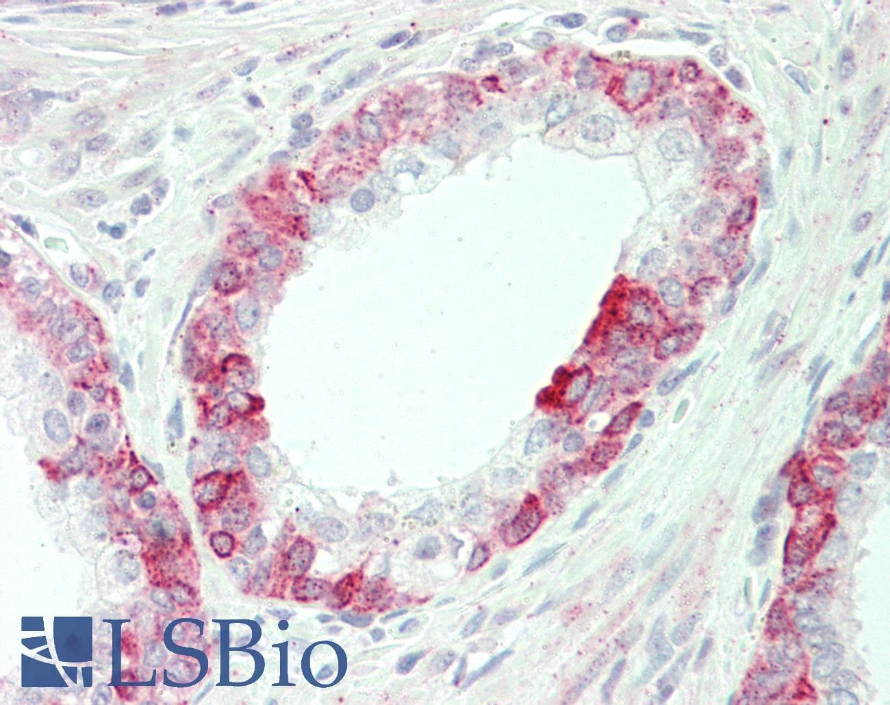 IHC-plus™ Polyclonal Rabbit anti-Human O3FAR1 / GPR120 Antibody (aa247-258, IHC, WB)