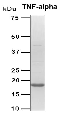 Human TNF Alpha Protein (Recombinant 6His, C-terminus)