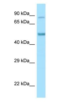 CLK4 Antibody (aa51-100)