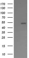 ERG Antibody (clone OTI4G10, Carrier-free)