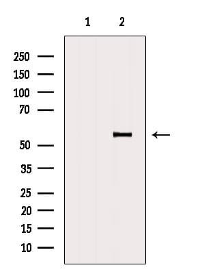 BANP Antibody