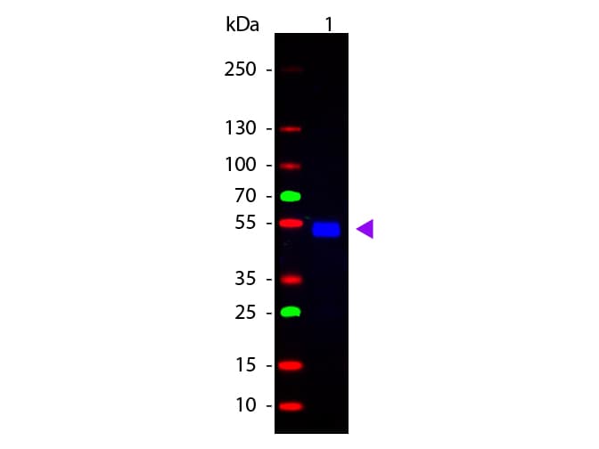 Goat Anti-Rat IgG Secondary Antibody (FITC)