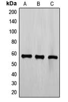 ETV6 / TEL Antibody (aa 396-435)
