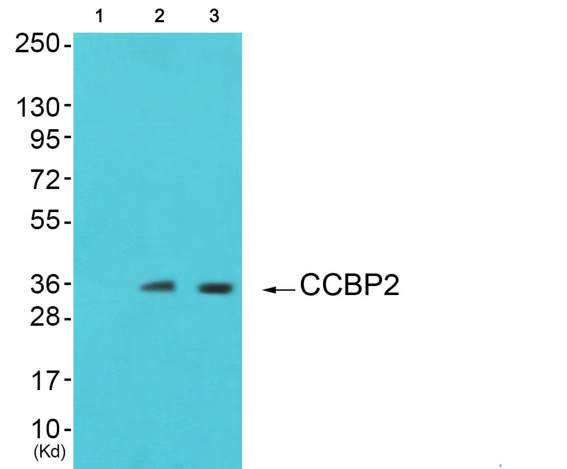 ACKR2 / CCR10 / D6 Antibody