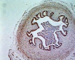 FAAH Antibody