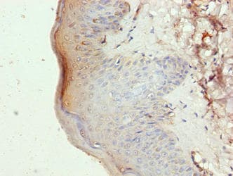 Polyclonal Rabbit anti-Human SLC46A3 Antibody (IHC, WB)