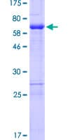 Human ZNF330 Protein (Recombinant GST)