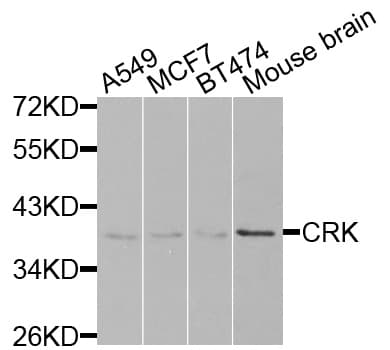 CRK Antibody