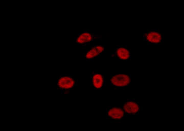 ZNF592 Antibody