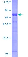 Human SERPINI2 / PANCPIN Protein (Recombinant GST)
