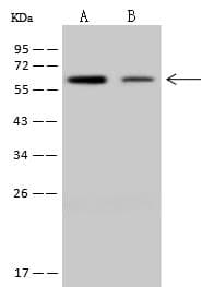 Polyclonal Rabbit anti-Human NDOR1 Antibody (WB)