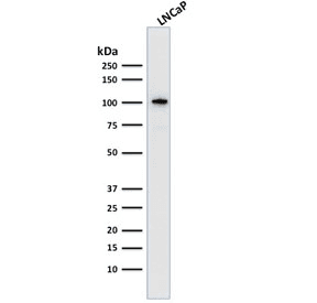 Monoclonal Mouse anti-Human FOLH1 / PSMA Antibody (clone FOLH1/2363, Azide-free,BSA-free, IHC, WB)