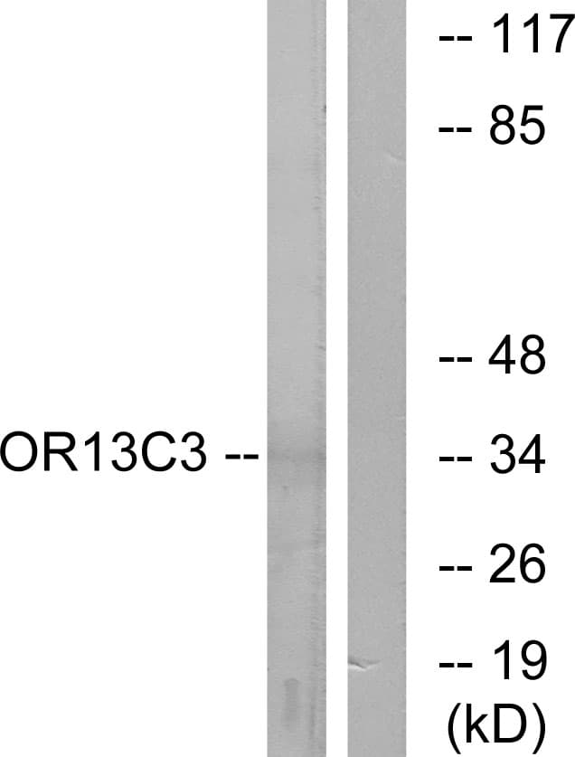 Polyclonal Rabbit anti-Human OR13C3 Antibody (aa201-250, IF, WB)
