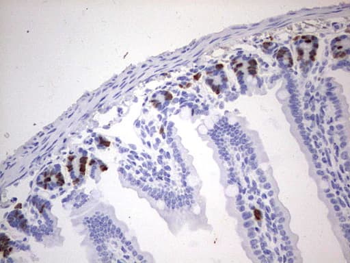 BrdU Antibody (clone 4A3)