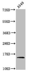 HIST1H2AI Antibody