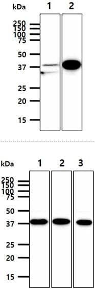Monoclonal Mouse anti-Human ATG3 Antibody (clone AT15F6, WB)