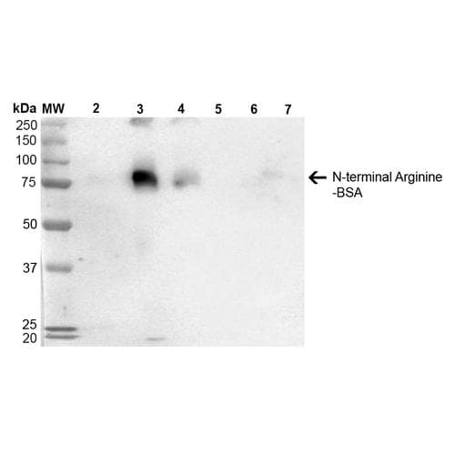 N-terminal Arginine Antibody (clone 4D12, PerCP)