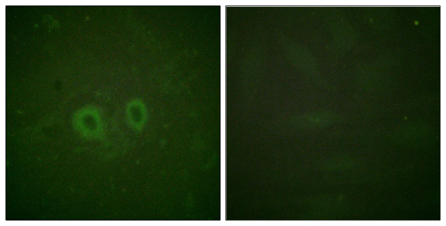 RET Antibody (aa881-930)