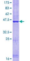 Human PLAC8L1 Protein (Recombinant GST)
