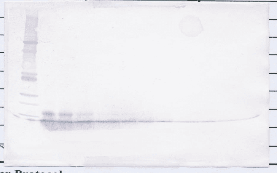 CCL20 / MIP-3-Alpha Antibody (Biotin)