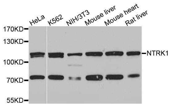 NTRK1 / TrkA Antibody