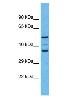 OR5K4 Antibody (aa199-248)
