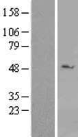 DDX39 Protein (Over-Expression Lysate Myc-DDK (Flag))