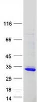 Human AKIRIN2 Protein (Recombinant Myc-DDK (Flag))
