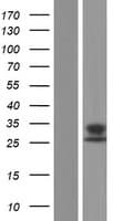 DUSP13 Protein (Over-Expression Lysate Myc-DDK (Flag))