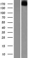 VWDE Protein (Over-Expression Lysate Myc-DDK (Flag))