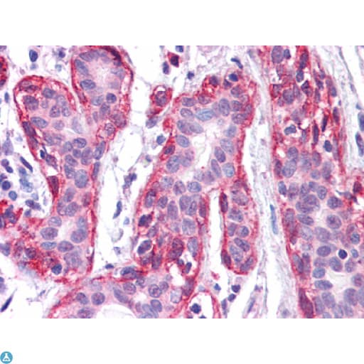 FRK Antibody