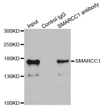 SMARCC1 / SWI3 Antibody