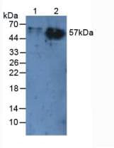 CD66a / CEACAM1 Antibody (aa35-143, Cy3)