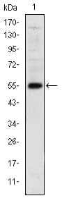 Monoclonal Mouse anti-Human LHX2 Antibody (clone 6G2, IF, WB)