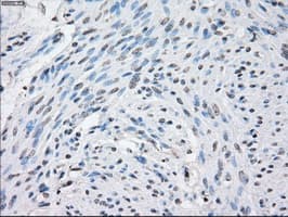 STAT1 Antibody (clone 4H9)
