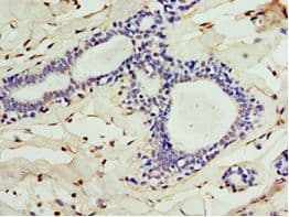 ALG1 Antibody (aa215-464)