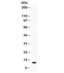 Polyclonal Rabbit anti-Human CCL3 / MIP-1-Alpha Antibody (WB)