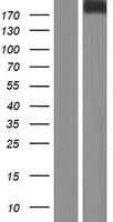 Human HPTPB / PTPRB Protein (Over-Expression Lysate Myc-DDK (Flag))