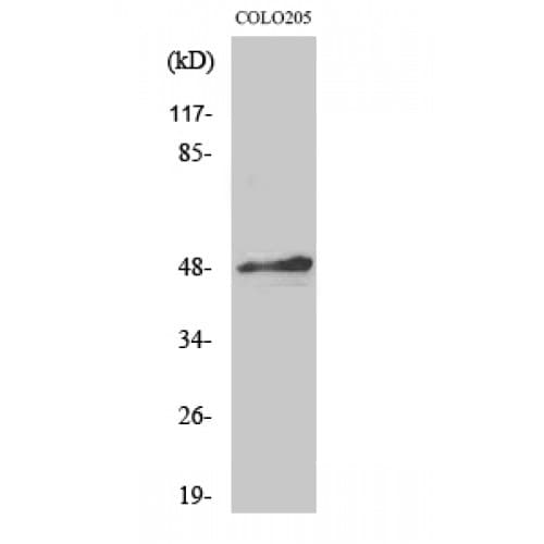 AP-2 Alpha/Beta Antibody (360-440 aa, C-terminal)