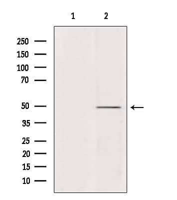 ATP6V1C2 Antibody