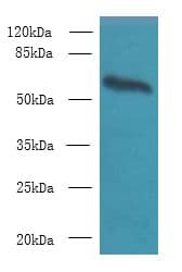 Polyclonal Rabbit anti-Human GPC4 / Glypican 4 Antibody (IHC, WB)