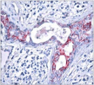 GSK3B / GSK3 Beta Antibody