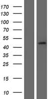 SERPINB7 / MEGSIN Protein (Over-Expression Lysate Myc-DDK (Flag))